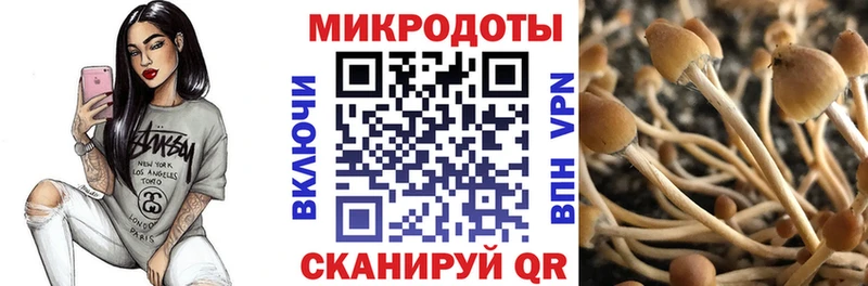 Галлюциногенные грибы Psilocybe  Куртамыш 